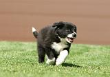BORDER COLLIE 1279